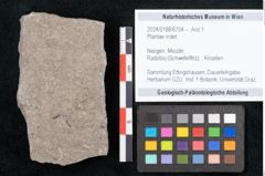 Foto (Objekt + Etikett) von Plantae indet.  (NHMW-GEO-2024-0188-6704)